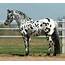 140 Appaloosa Horse Names  The Paws