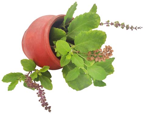 Medicinal Tulsi Leaves 31097628 Png