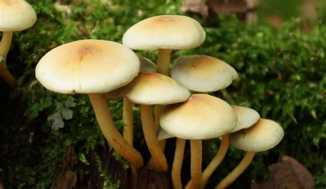 How To Grow And Care For Magic Mushrooms Psilocybin Mushrooms Yard Surfer