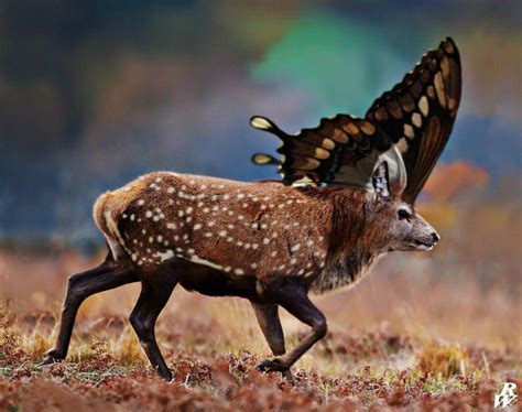 Fairy Deer By Dwarf4r On Deviantart