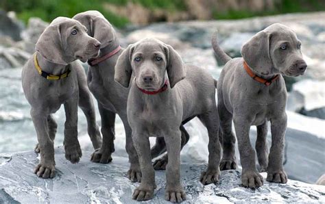 Dog Breeds Weimaraner Dog Breed Information And Facts Pictures