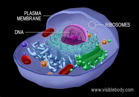 Overview Of Cells Learn Biology Plasma Membrane Lab Activities