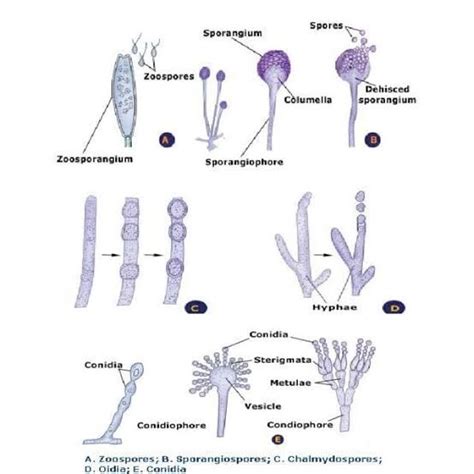 Fungi Distribution Morphology Reproduction Classification Free Download Nude Photo Gallery