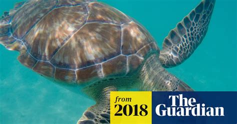 Hawksbill Turtle Poaching To Be Fought With Dna Technology Marine