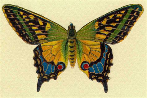 The Graffical Muse 5 Vintage Butterfly Illustrations