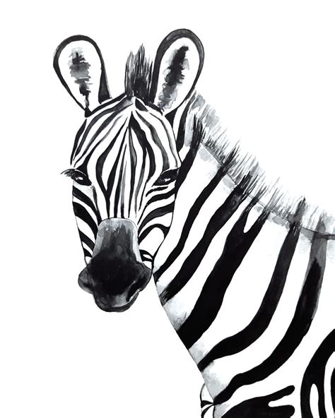 Zebra Black And White 2016 Watercolour By Luba Ostroushko Suluboya