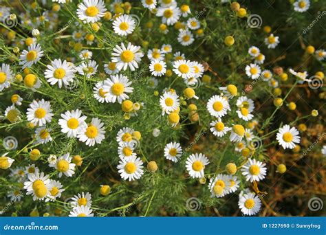 Field Of Camomile Stock Photo Image Of Flowers Macro 1227690