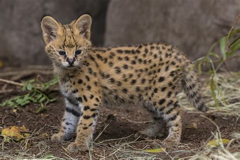 The African Serval Is Awesome And Could Leap Out The Building Photos