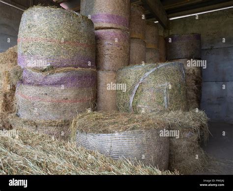 Group Of Round Hay Bales Straw Bales In A Barn Of The Farm Stock