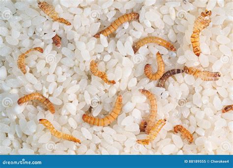 Flour Worms Rice Infected Flour Worms Stock Image Image Of Insect