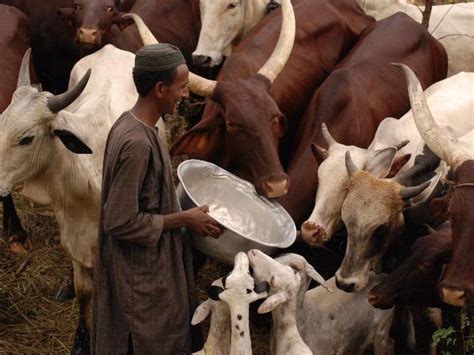 How Fulani Pastoralists In Nigeria Are Fighting Back Against Mastitis