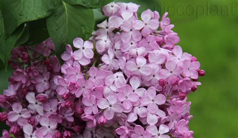 Lilac Rarities Piccoplant