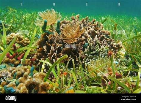 Underwater Marine Life On A Shallow Seabed With Seagrass In The