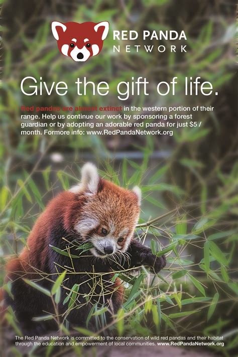Help Save Red Pandas Learn More At Redpandanetwork And Join Us For