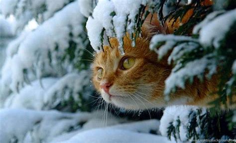 Cats Snow Kitty Animals Winter Cute Cat Desktop Backgrounds ~ Cats