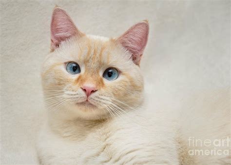 Flame Point Siamese Cat Greeting Card For Sale By Amy Cicconi