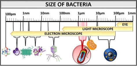 Bacteria Sizes