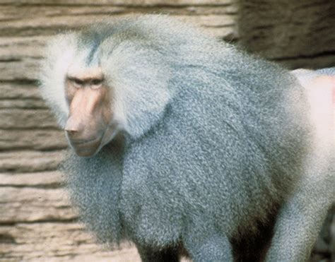 Baboon Genome Project Bcm Hgsc