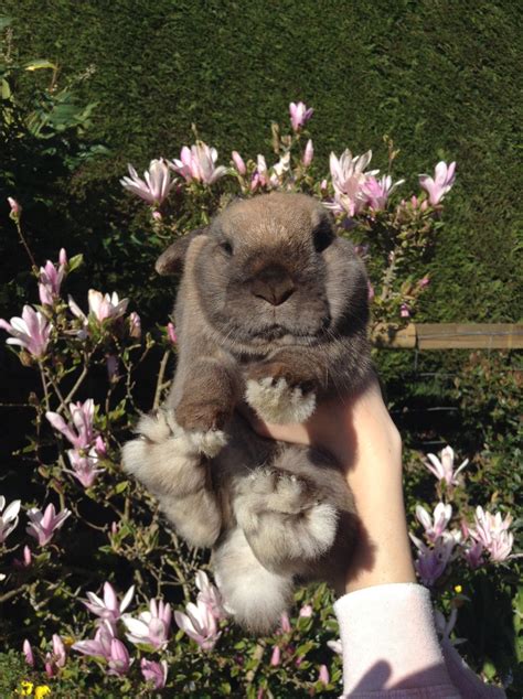 Wallie Enjoying The Sun Sooty Fawn Mini Lop Bunny Bunny Cute Bunny Bunnies House Rabbit