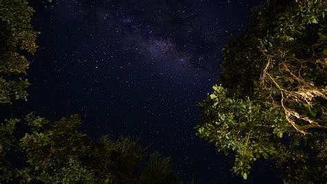 Night Sky Forest Stock Video Footage For Free Download