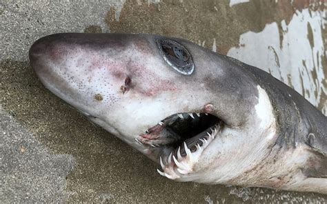 Rare Crocodile Shark Found For The First Time On Uk Beach Could Have