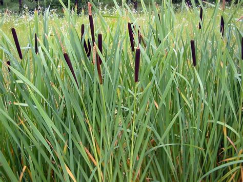 Bulrush Wallpapers High Quality Download Free