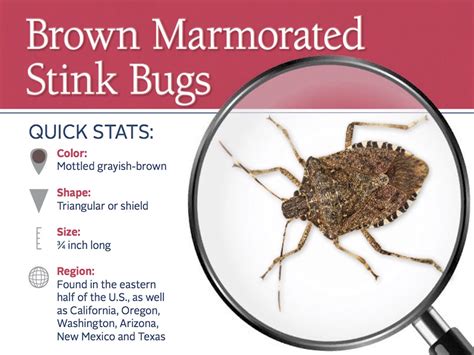 Stink Bugs Guide Can They Fly Where Do They Come From