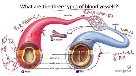 There Anatomy The Three Kinds Of Blood Vessels Are Three Types Of Blood