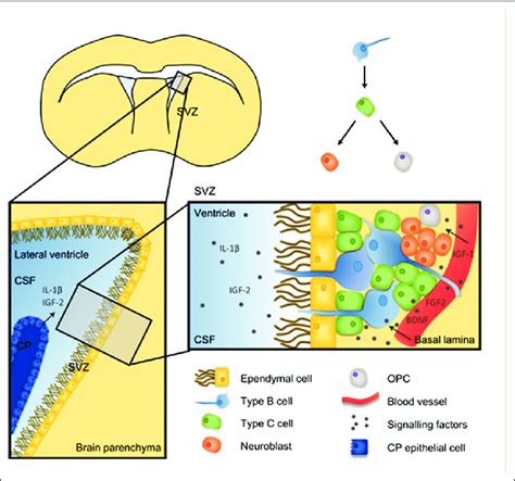 Schematic Representation Of The Adult Subventricular Zone Svz