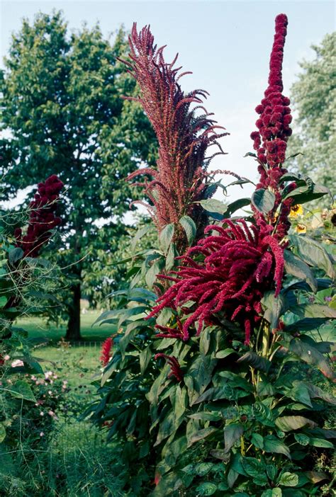 How To Plant And Grow Edible Amaranth