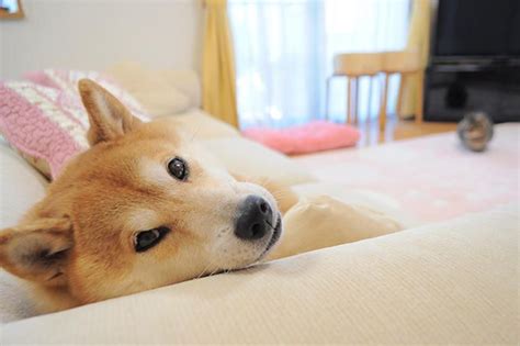 Here are only the best doge meme wallpapers. Chatting With Atsuko Sato, The Owner Of The Internet's ...