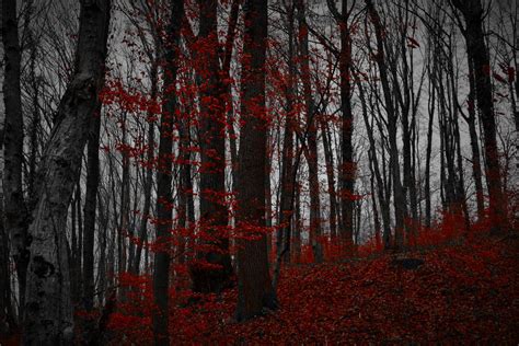 Red Black Forest By Lillianevill On Deviantart