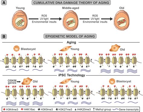 Rejuvenation By Cell Reprogramming A New Horizon In Gerontology Stem