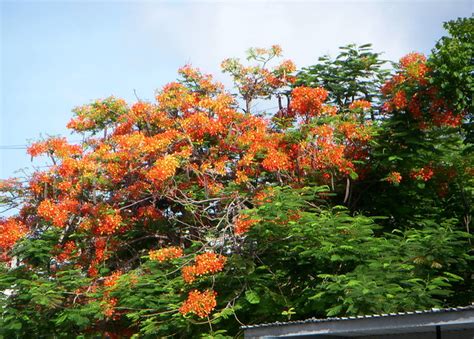 Aug 11, 2008 · this publication focuses on native trees, shrubs and woody vines for georgia. Orange Flowering Tree | Flickr - Photo Sharing!