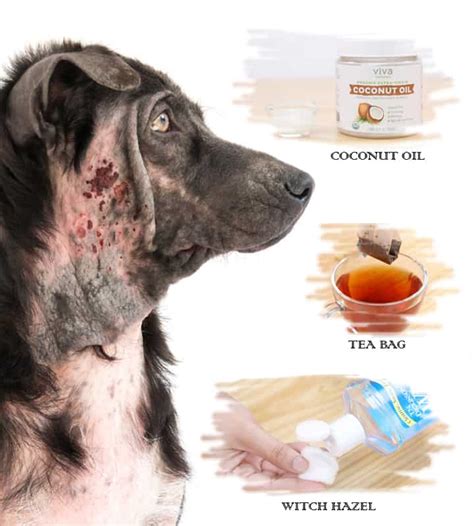 Do you know what causes it? 10 Home Remedies for Hot Spots in Dogs (Without Vet Help ...