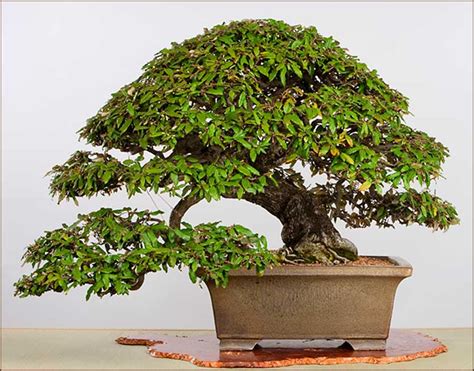 32 Oldest Bonsai Trees In The World Bonsai Guide