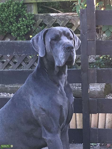 Solid Blue Great Dane For Stud Stud Dog Chesterfield Derbyshire