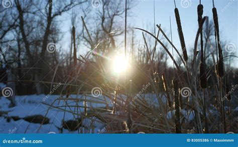 Dry Grass Reeds In The Swamp Snow Winter Nature Sun Glare Stock Photo