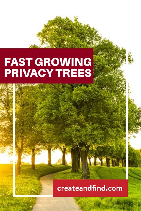 Fast Growing Privacy Trees Privacy Trees Tree Fast Growing