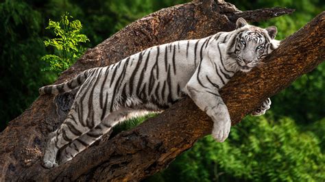 White Tiger With Blue Eyes Hd Animals Wallpapers Hd Wallpapers Id