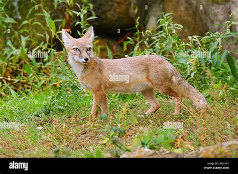 Corsac Fox Standing Vulpes Corsac Stock Photo Alamy
