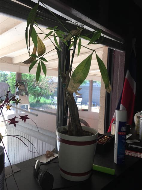 Simply let us know if your plant has died within one year of receiving it and we'll get you a new one shipped out. My roommates money tree is dying. Can you guys help us ...