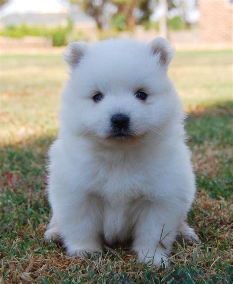 Japanese Spitz Puppies Rescue Pictures Information