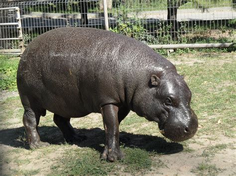 Pygmy Hippo Zoochat