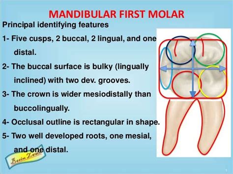 Mandibular Molars Molars Dental Anatomy Dentistry