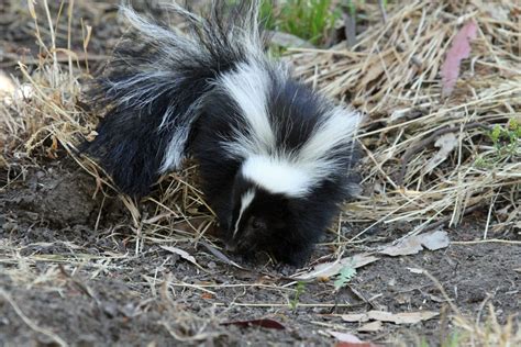 Skunks are small, furry animals with black and white stripes. Skunk Control: Why do Skunks Spray and Other Interesting ...
