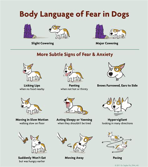 Dog Body Language Save A Bull Rescue