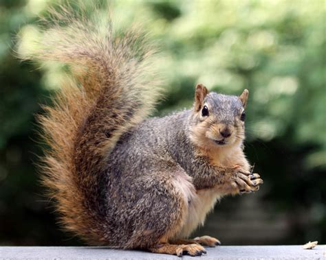 Eastern Fox Squirrel Facts Diet Habitat And Pictures On Animaliabio