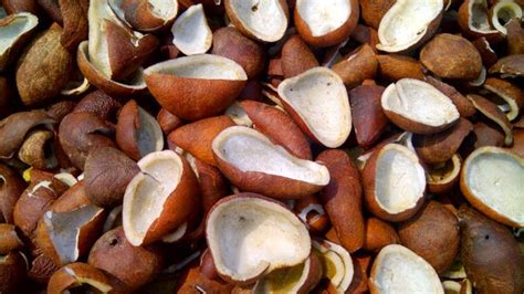 Coconut Tree Coconut Health Benefits Tender Coconut Copra