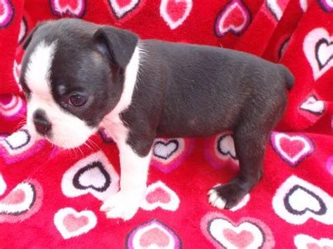 Descended from mixes of white english terriers an english bulldogs, in the early 1800's, these terriers were about twice as. Boston Terrier puppies for Sale in Bardwell, Ohio ...